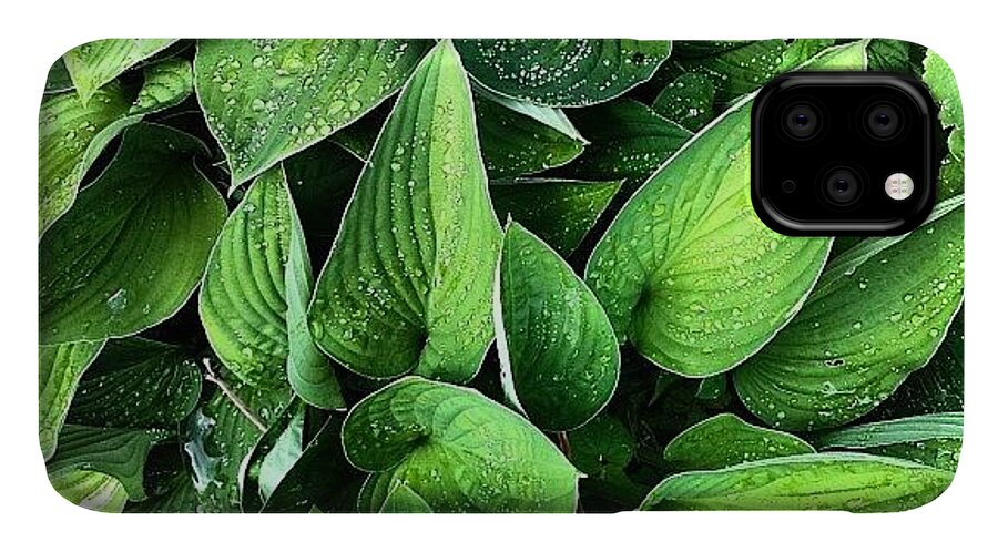 Hosta iPhone 11 Case featuring the photograph Hostas in the rain by Nic Squirrell
