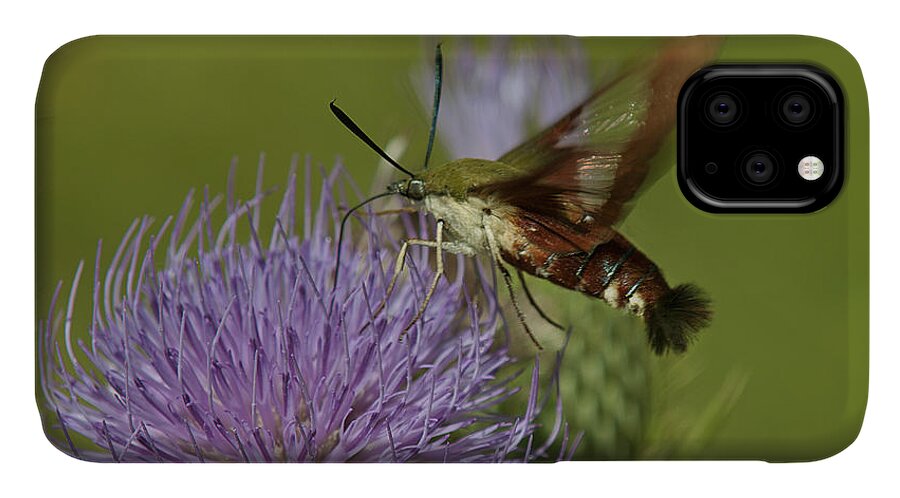 Nature iPhone 11 Case featuring the photograph Hummingbird or Clearwing Moth DIN178 by Gerry Gantt