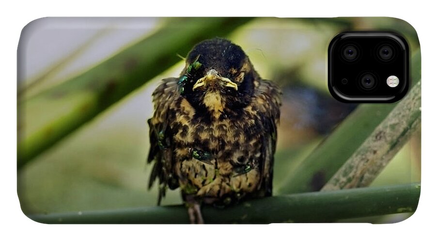 Juvenile American Robin iPhone 11 Case featuring the photograph I Hate My Life - American Robin by James Ahn