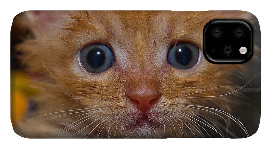 Animal iPhone 11 Case featuring the photograph Kitty by Michael Goyberg