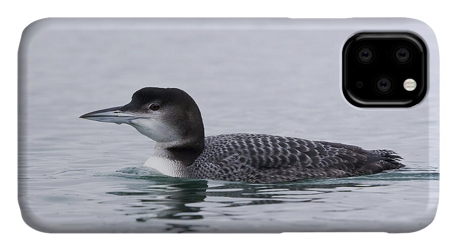 Loon iPhone 11 Case featuring the photograph Loon by Bob Decker