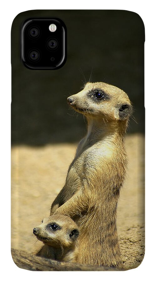 Meerkat iPhone 11 Case featuring the photograph Meerkat Mother and Baby by Carolyn Marshall