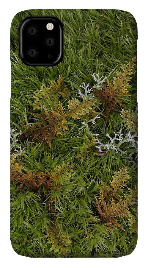 Bryophyta iPhone 11 Case featuring the photograph Moss And Lichen by Daniel Reed