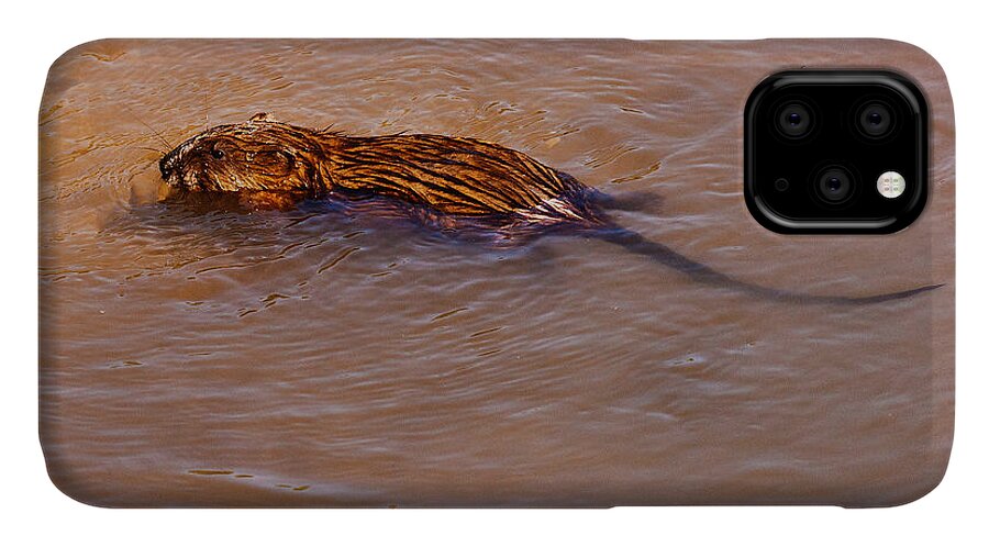 Heron Heaven iPhone 11 Case featuring the photograph Muskrat Swiming by Ed Peterson