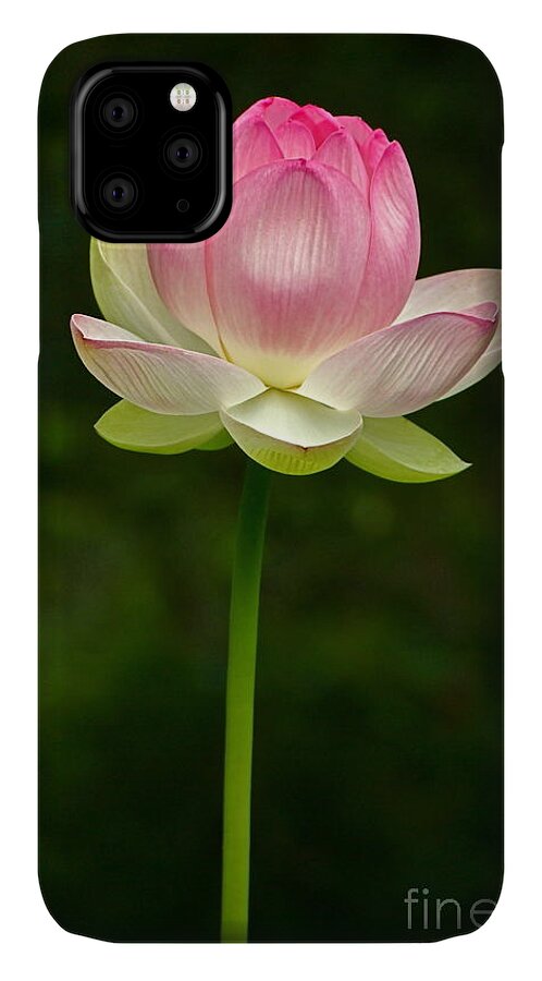 Lotus iPhone 11 Case featuring the photograph No Less Magical by Byron Varvarigos