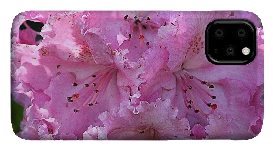 Rhodie iPhone 11 Case featuring the photograph Pink Rhododendrons by Chriss Pagani
