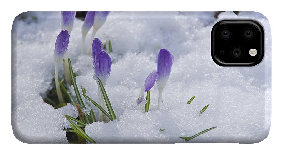 Photography iPhone 11 Case featuring the photograph Promise of Spring by Sean Griffin