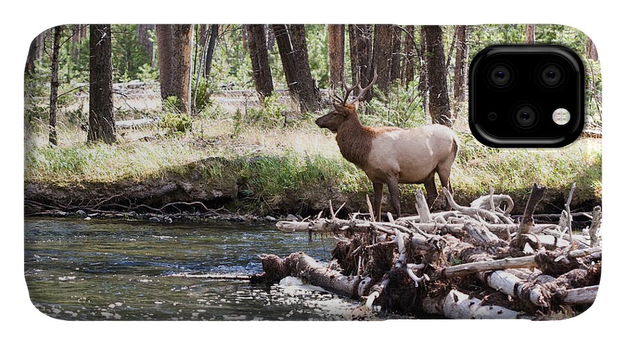 Elk iPhone 11 Case featuring the photograph Rocky Mountain Elk by Cindy Singleton