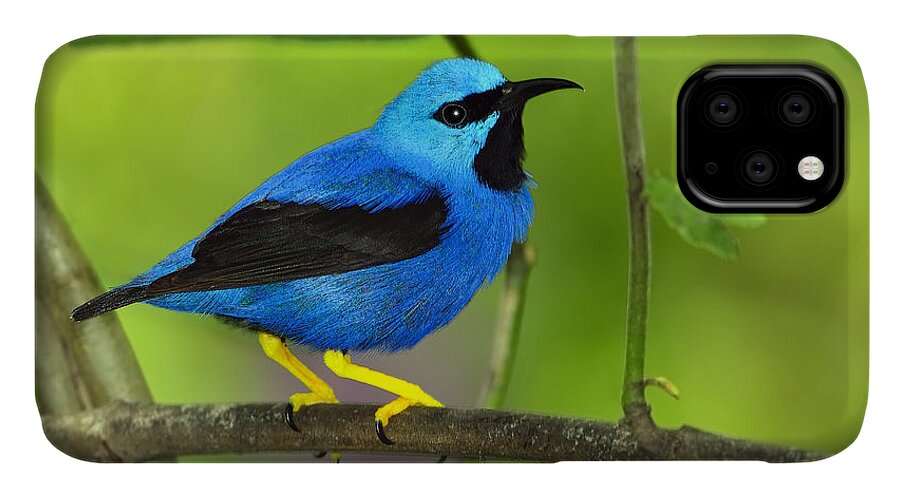Shining Honeycreeper iPhone 11 Case featuring the photograph Shining Honeycreeper by Tony Beck
