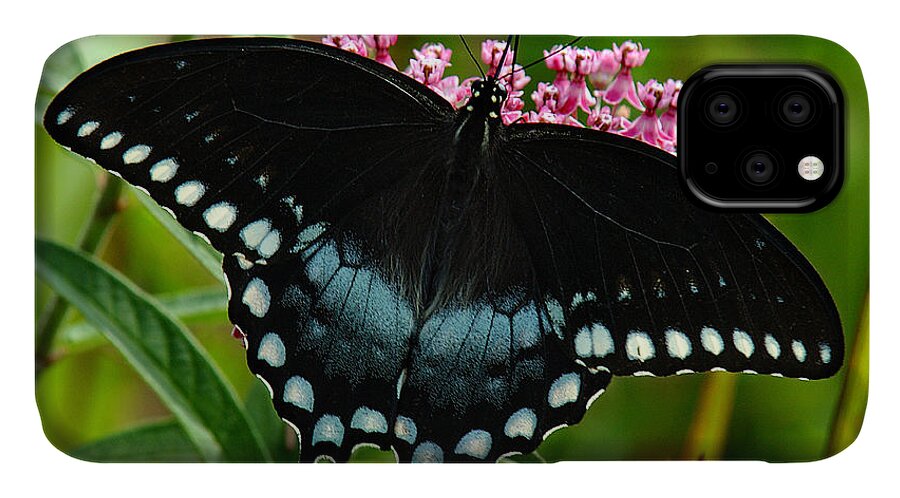 Nature iPhone 11 Case featuring the photograph Spicebush Swallowtail DIN038 by Gerry Gantt