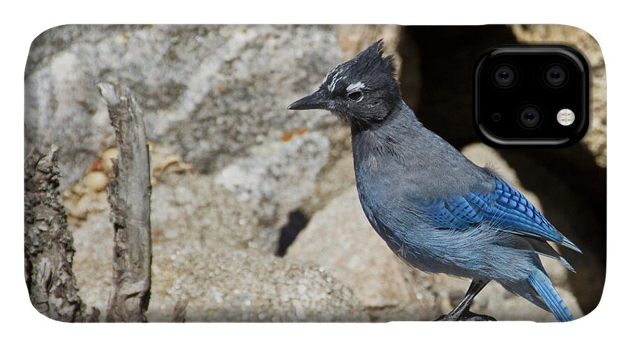 Bird iPhone 11 Case featuring the photograph Stellers Jay by Angelina Tamez