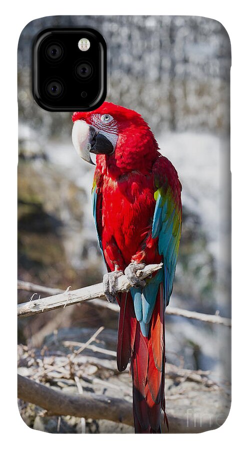 Parrot iPhone 11 Case featuring the photograph Sun seeker by David Barker