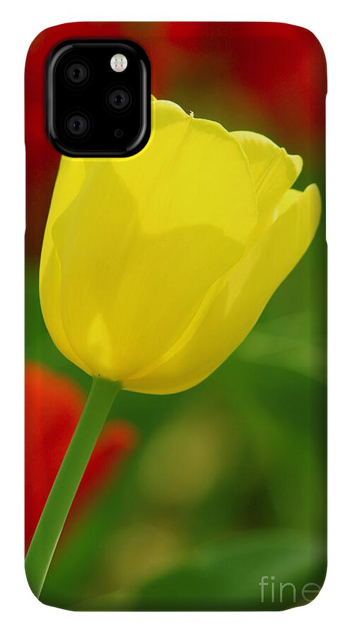 Tulip iPhone 11 Case featuring the photograph Tulipan Amarillo by Francisco Pulido