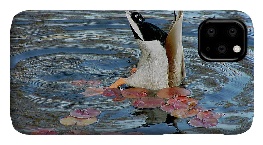 Duck iPhone 11 Case featuring the photograph Vulnerable Assets by S Paul Sahm