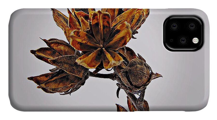Rose Of Sharon iPhone 11 Case featuring the photograph Winter Dormant Rose of Sharon by David Dehner