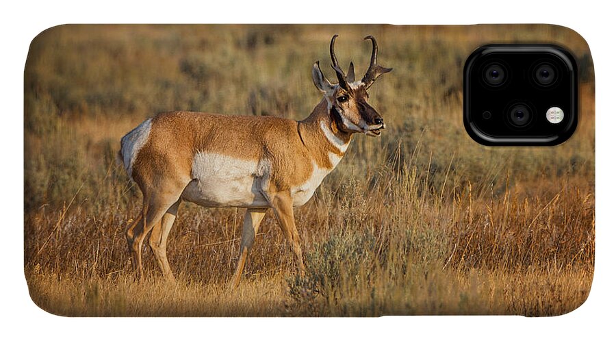 2012 iPhone 11 Case featuring the photograph Wyoming Pronghorn by Ronald Lutz