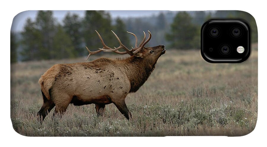 Elk iPhone 11 Case featuring the photograph Elk #1 by Ronnie And Frances Howard