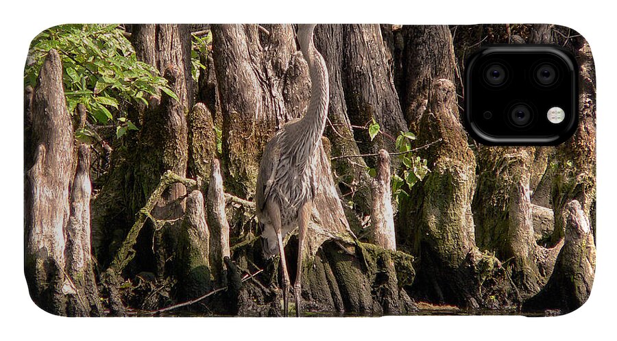 Great Blue Heron iPhone 11 Case featuring the photograph Heron and Cypress Knees #1 by Steven Sparks