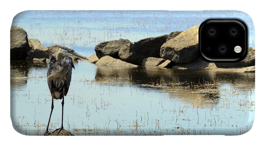 Alert iPhone 11 Case featuring the photograph Heron on the Rocks #2 by Travis Rogers