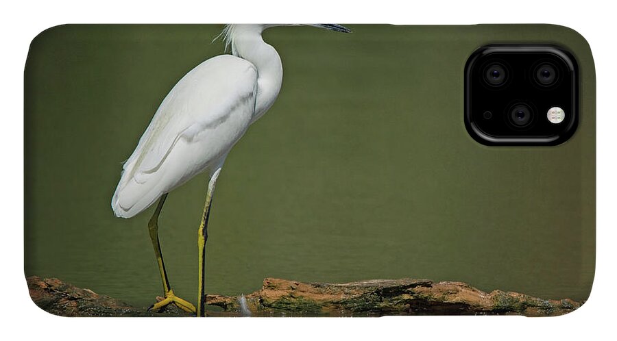 Snowy iPhone 11 Case featuring the photograph Snowy Egret #49 by Tam Ryan