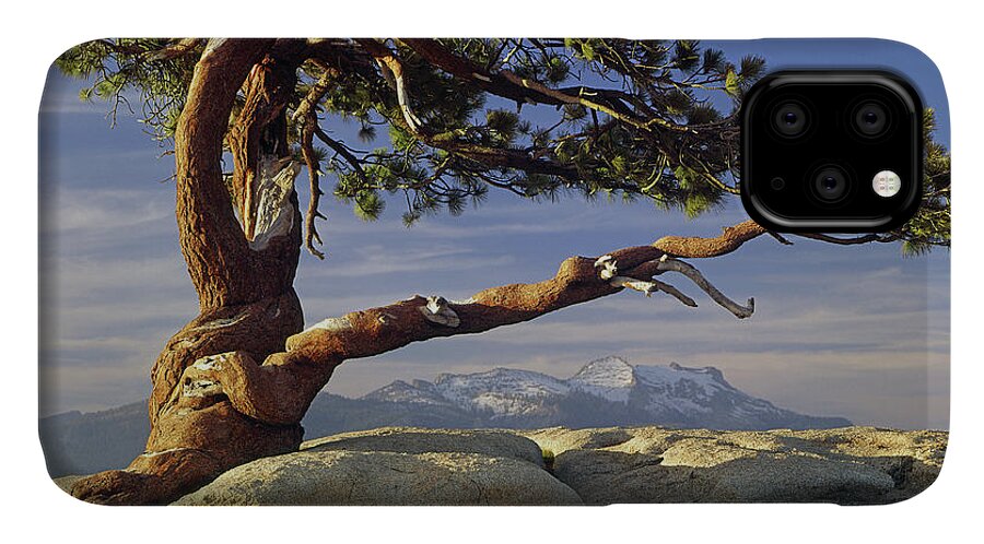 1m6701 iPhone 11 Case featuring the photograph 1M6701 Historic Jeffrey Pine Sentinel Dome Yosemite by Ed Cooper Photography