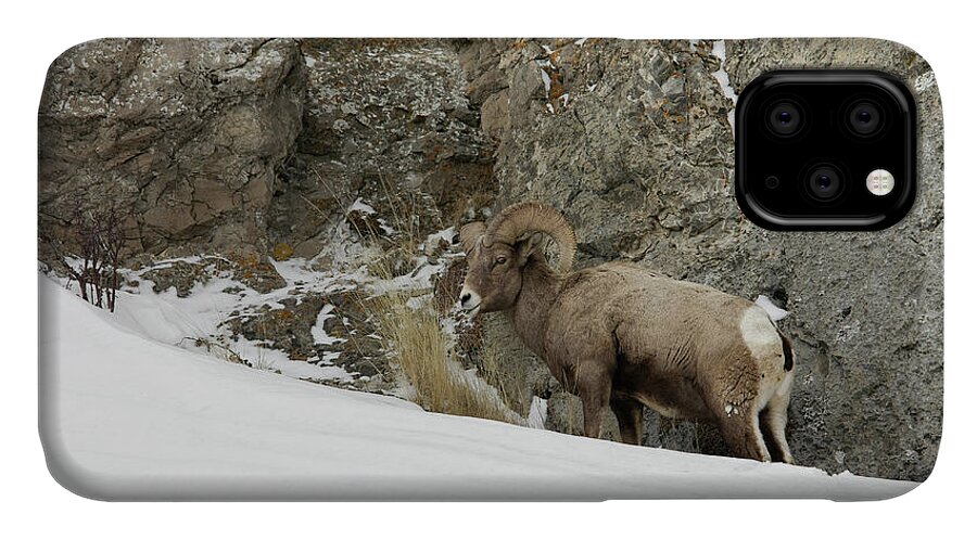 Bighorn iPhone 11 Case featuring the photograph Bighorn #2 by Ronnie And Frances Howard