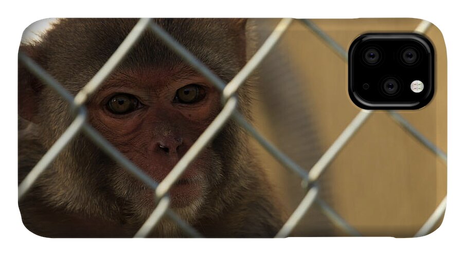 Monkey iPhone 11 Case featuring the photograph Caged Monkey #2 by Travis Rogers