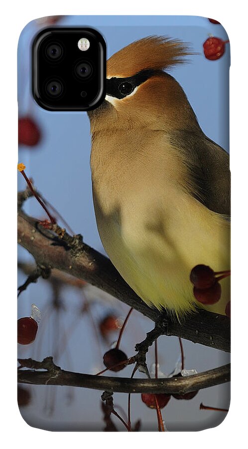 Cedar Waxwing iPhone 11 Case featuring the photograph Cedar Waxwing... by Nina Stavlund