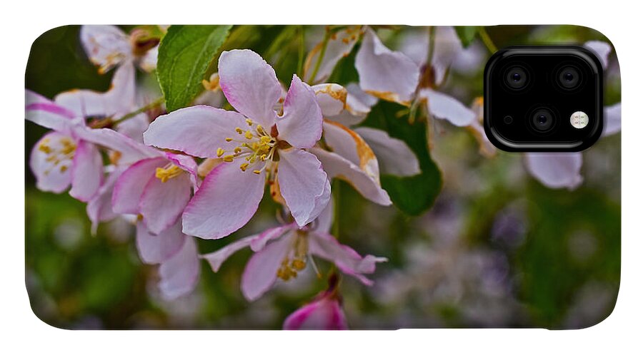 Crabapple Blossoms iPhone 11 Case featuring the photograph 2015 Spring at the Gardens White Crabapple Blossoms 1 by Janis Senungetuk