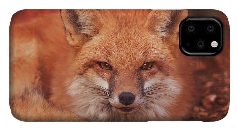 Animal iPhone 11 Case featuring the photograph Red Fox #3 by Brian Cross