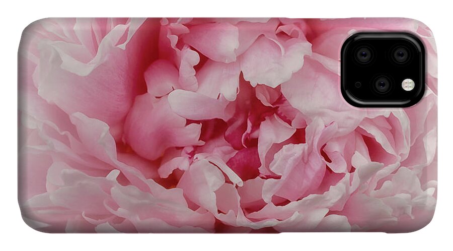 Photo iPhone 11 Case featuring the photograph A Beauty at Close Range by Jutta Maria Pusl