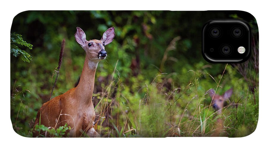 Nature iPhone 11 Case featuring the photograph A Mother's Vigilance by Jeff Phillippi