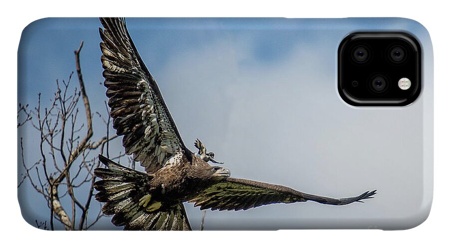 Raptor iPhone 11 Case featuring the photograph A Piggyback Ride by Eleanor Abramson