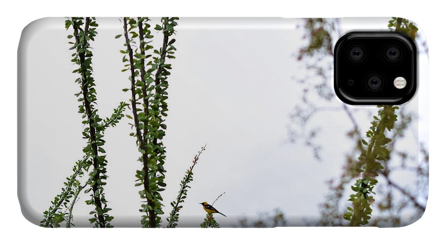 Bird iPhone 11 Case featuring the photograph A Song by Melisa Elliott