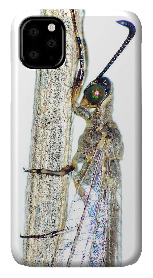 Bug iPhone 11 Case featuring the photograph Adult Ant Lion by Larah McElroy
