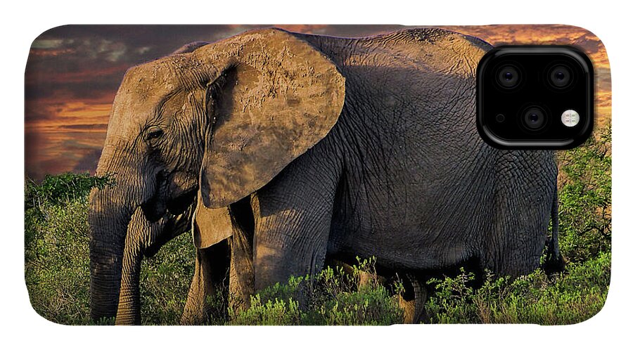 African Elephant iPhone 11 Case featuring the photograph African Elephants at Sunset by Lynn Bolt