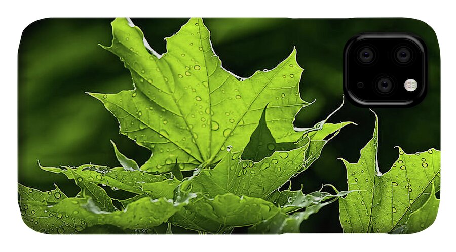 Water Drops iPhone 11 Case featuring the photograph After the rain by Tatiana Travelways