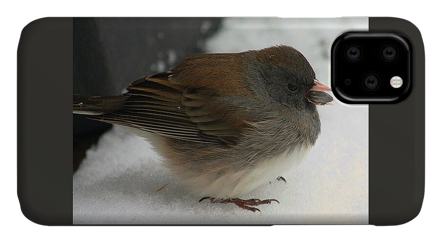 Nature iPhone 11 Case featuring the photograph All Puffed Up by Sheila Brown