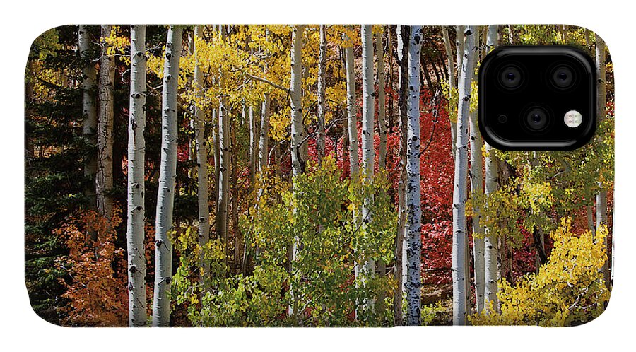 Aspen iPhone 11 Case featuring the photograph Aspen and Red Maple by Dan Norris