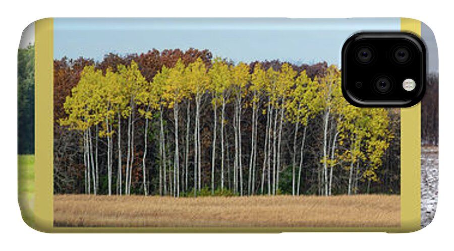 Trees iPhone 11 Case featuring the photograph Aspen Triptych by Peter Ponzio