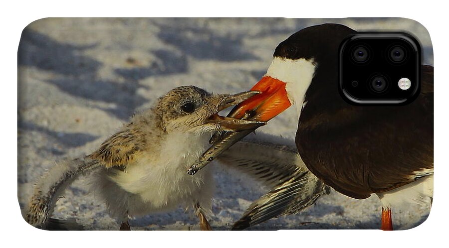 Black Skimmer iPhone 11 Case featuring the photograph Baby Skimmer Feeding by Barbara Bowen