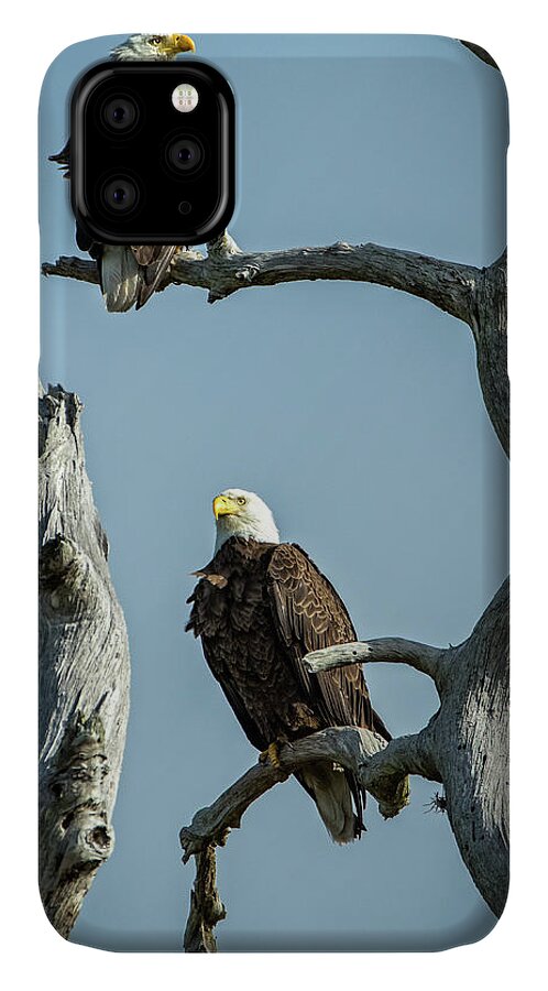 Eagle iPhone 11 Case featuring the photograph Bald Eagle mates by Steven Upton