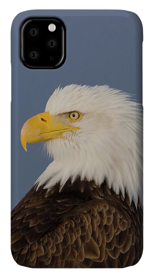 Eagles iPhone 11 Case featuring the photograph Bald Eagle Portrait by Mark Miller