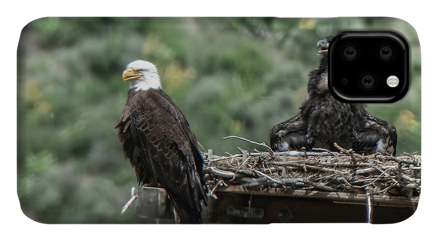 Bald Eagle iPhone 11 Case featuring the photograph Bald Eaglet Cooling Off on a Hot Spring Day by Stephen Johnson