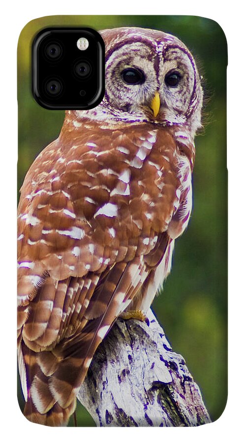Barred Owl. Owl. Bird iPhone 11 Case featuring the photograph Barred Owl by Bill Barber