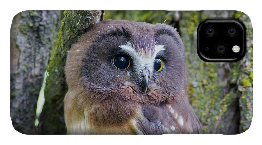 Mark Miller Photos iPhone 11 Case featuring the photograph Beautiful Eyes of a Saw-whet Owl Chick by Mark Miller