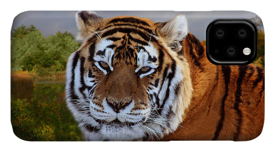 Bengal Tiger iPhone 11 Case featuring the photograph Bengal Tiger Portrait by Michele A Loftus