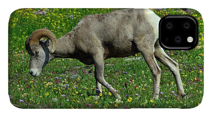 Glacier iPhone 11 Case featuring the photograph Big Horn Ram Eating Flowers in Glacier National Park by Bruce Gourley