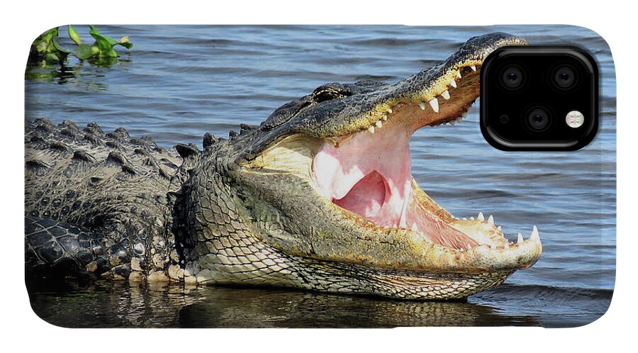 Alligator iPhone 11 Case featuring the photograph Big Mouth by Rosalie Scanlon
