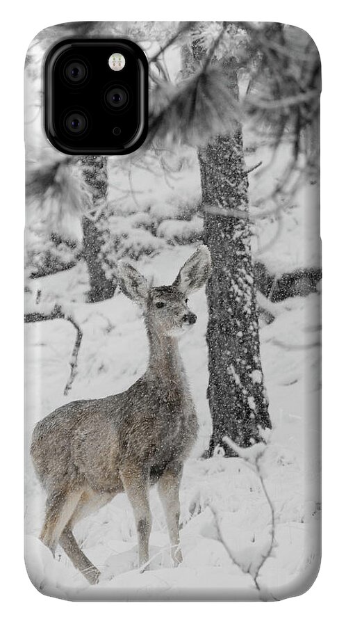 Animals iPhone 11 Case featuring the photograph Black and White Mule Deer in Heavy Snowfall by Steven Krull